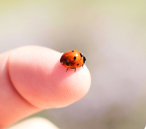choose smartphone camera macro
